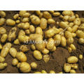 ekspor kentang holland segar ke Srilanka